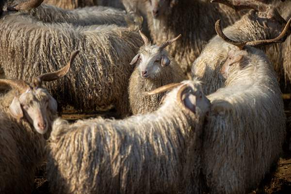 Ankara's iconic animals: Angora cat, Angora rabbit and Angora goat