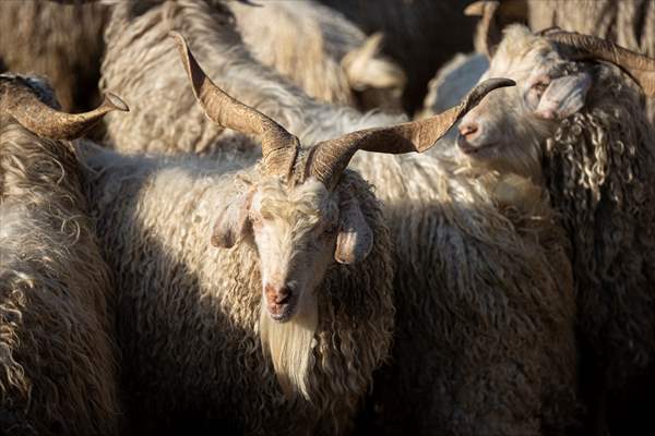 Ankara's iconic animals: Angora cat, Angora rabbit and Angora goat