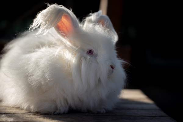 Ankara's iconic animals: Angora cat, Angora rabbit and Angora goat