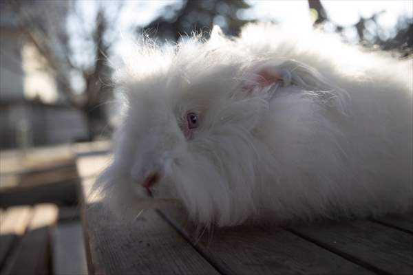 Ankara's iconic animals: Angora cat, Angora rabbit and Angora goat