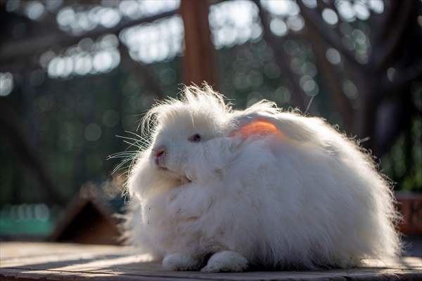 Ankara's iconic animals: Angora cat, Angora rabbit and Angora goat