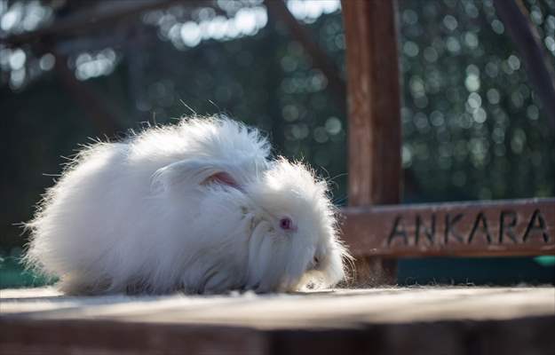 Ankara's iconic animals: Angora cat, Angora rabbit and Angora goat