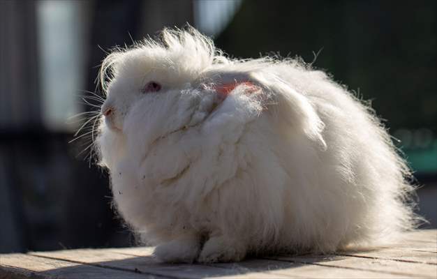 Ankara's iconic animals: Angora cat, Angora rabbit and Angora goat