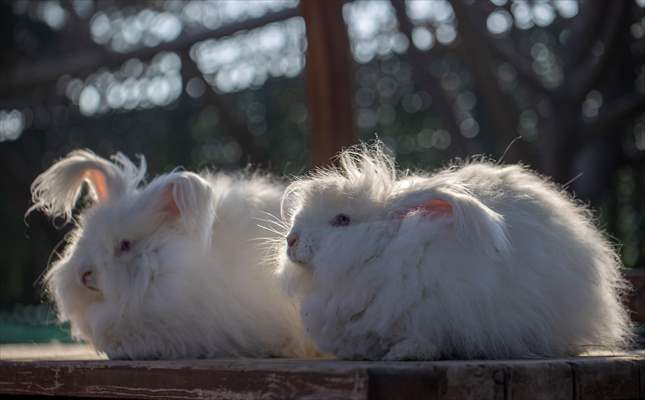 Ankara's iconic animals: Angora cat, Angora rabbit and Angora goat