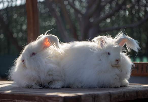 Ankara's iconic animals: Angora cat, Angora rabbit and Angora goat