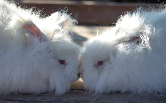 Ankara's iconic animals: Angora cat, Angora rabbit and Angora goat