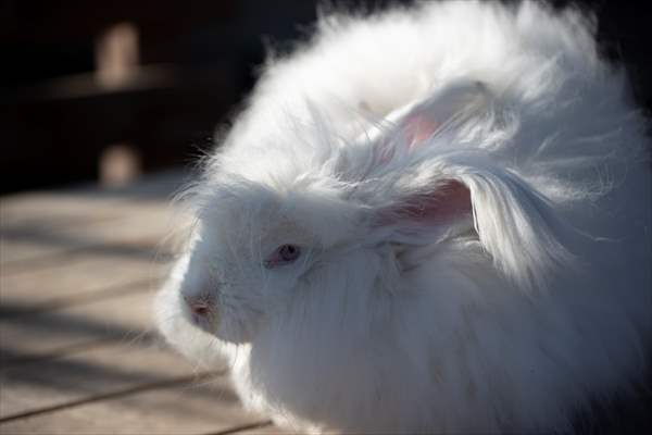 Ankara's iconic animals: Angora cat, Angora rabbit and Angora goat