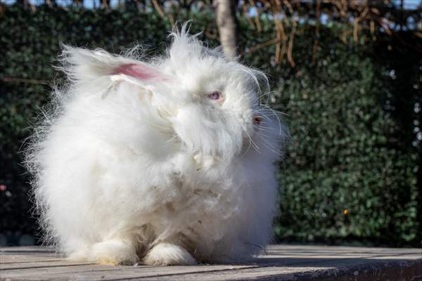 Ankara's iconic animals: Angora cat, Angora rabbit and Angora goat