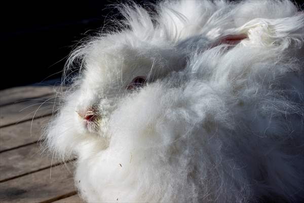 Ankara's iconic animals: Angora cat, Angora rabbit and Angora goat