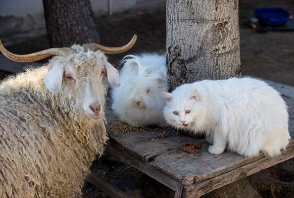 Ankara's iconic animals: Angora cat, Angora rabbit and Angora goat