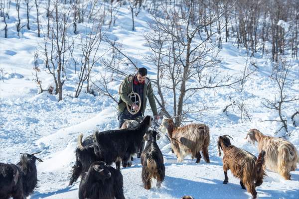 Kar kalınlığının 1,5 metreyi bulduğu Ovacık'ta besicilerin zorlu mesaisi