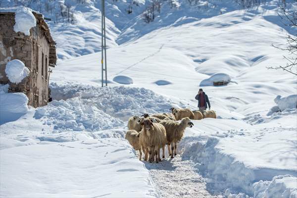 Kar kalınlığının 1,5 metreyi bulduğu Ovacık'ta besicilerin zorlu mesaisi