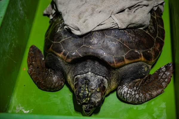 The Dangerous Journey of the Sea Turtles