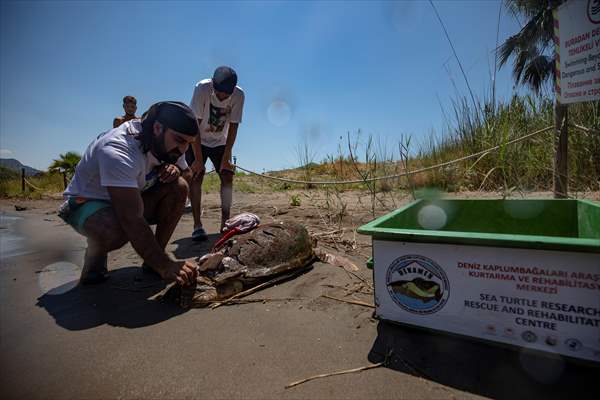 The Dangerous Journey of the Sea Turtles