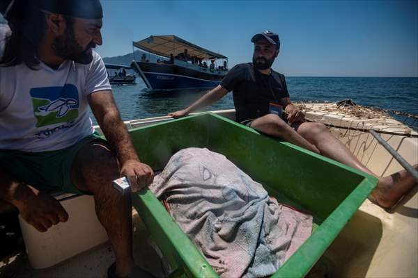 The Dangerous Journey of the Sea Turtles