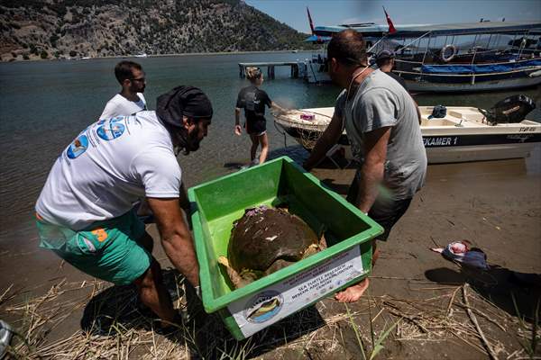 The Dangerous Journey of the Sea Turtles