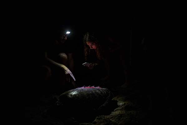 The Dangerous Journey of the Sea Turtles