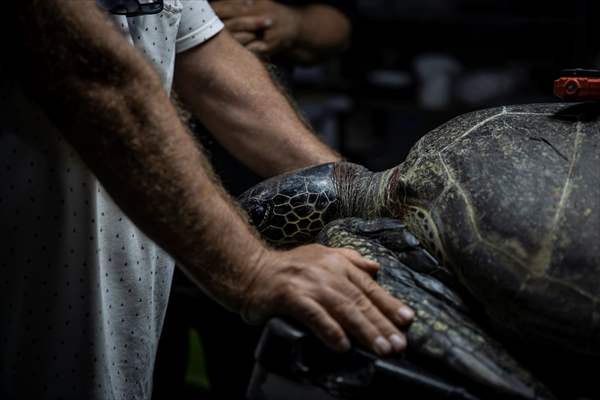 The Dangerous Journey of the Sea Turtles