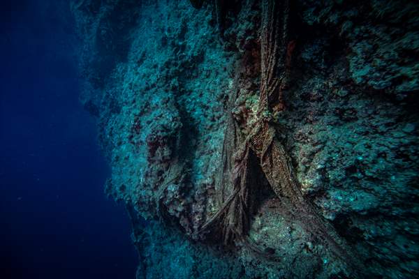 The Dangerous Journey of the Sea Turtles