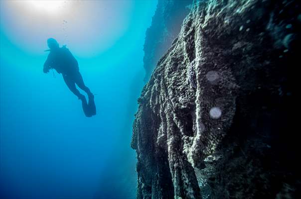 The Dangerous Journey of the Sea Turtles