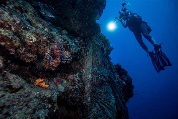 The Dangerous Journey of the Sea Turtles