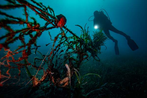 The Dangerous Journey of the Sea Turtles