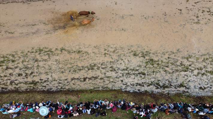 "Pacu Jawi" cattle race after rice harvest in Indonesia