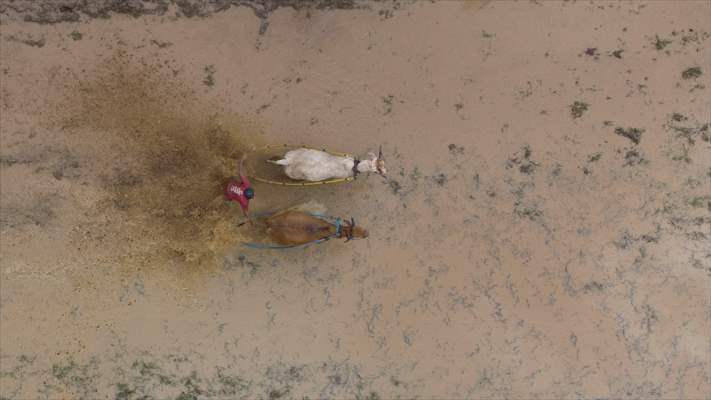 "Pacu Jawi" cattle race after rice harvest in Indonesia