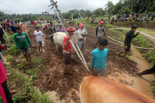 "Pacu Jawi" cattle race after rice harvest in Indonesia