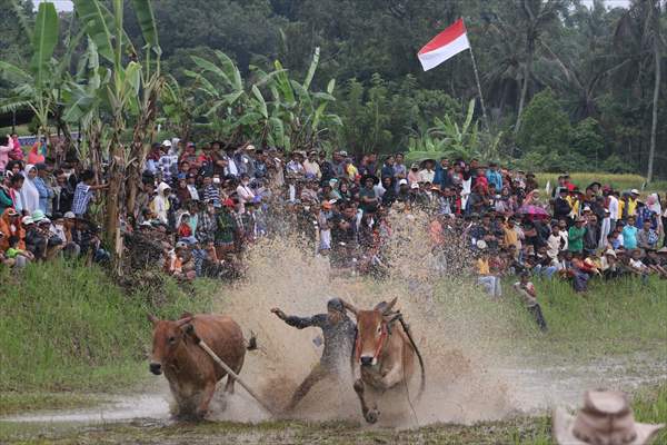 "Pacu Jawi" cattle race after rice harvest in Indonesia