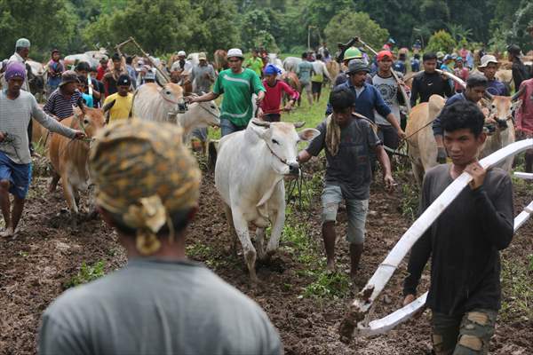 "Pacu Jawi" cattle race after rice harvest in Indonesia