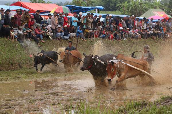 "Pacu Jawi" cattle race after rice harvest in Indonesia