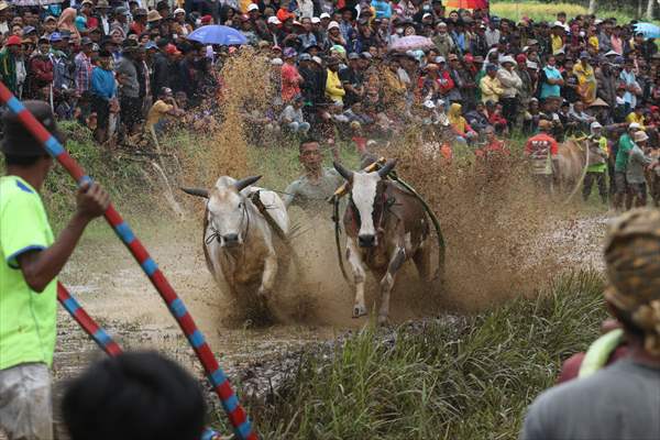 "Pacu Jawi" cattle race after rice harvest in Indonesia
