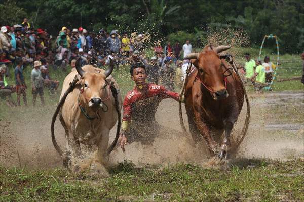 "Pacu Jawi" cattle race after rice harvest in Indonesia