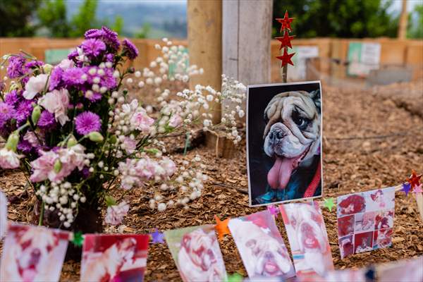 Pleia, option to say goodbye to pets in responsible way