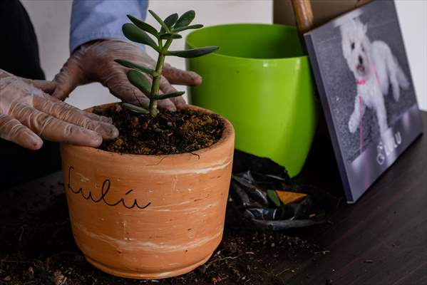 Pleia, option to say goodbye to pets in responsible way