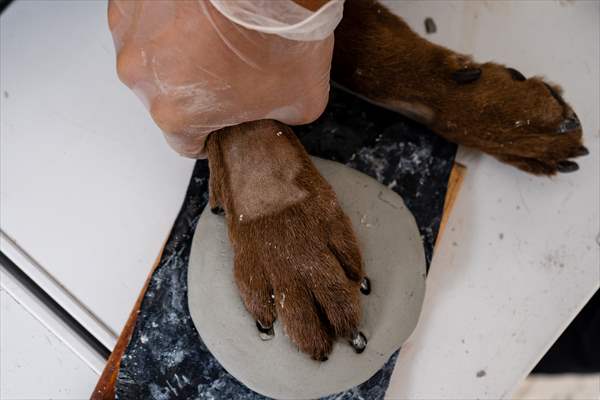 Pleia, option to say goodbye to pets in responsible way