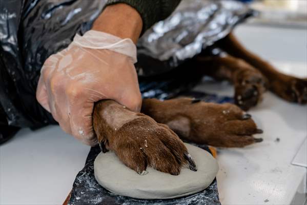 Pleia, option to say goodbye to pets in responsible way