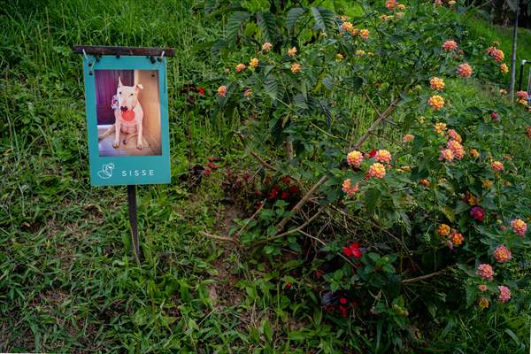 Pleia, option to say goodbye to pets in responsible way