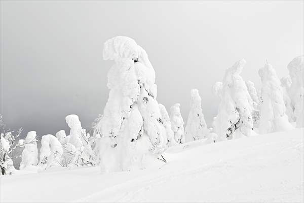 Snow monsters of Mount Zao in Japan