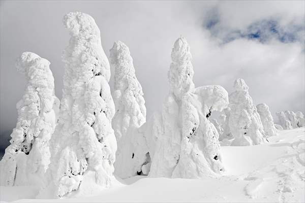 Snow monsters of Mount Zao in Japan