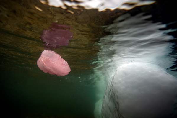 "Beroe cucumis" spotted for the first time in the south of Antarctica