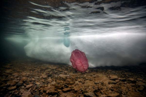 "Beroe cucumis" spotted for the first time in the south of Antarctica