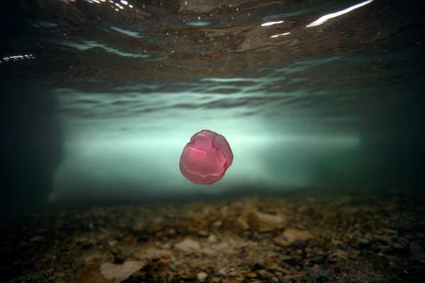 "Beroe cucumis" spotted for the first time in the south of Antarctica