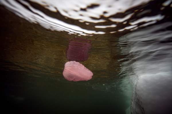 "Beroe cucumis" spotted for the first time in the south of Antarctica