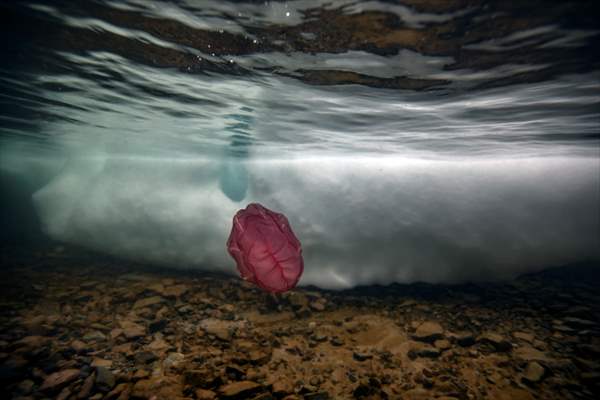 "Beroe cucumis" spotted for the first time in the south of Antarctica