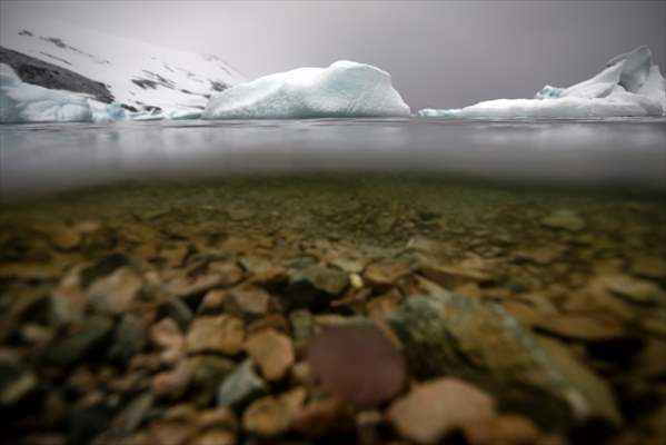 "Beroe cucumis" spotted for the first time in the south of Antarctica