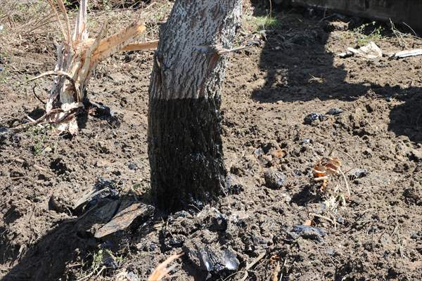 Edirne'de deposundan tarım arazilerine zift yayılan şirketin faaliyetleri durduruldu