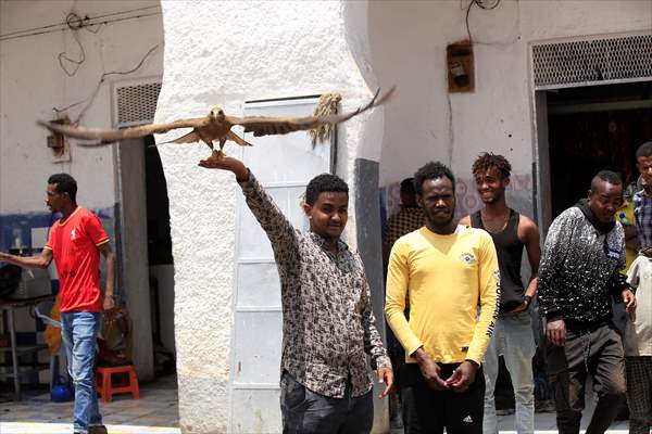 Falcon trainer in Ethiopian city takes show to another level