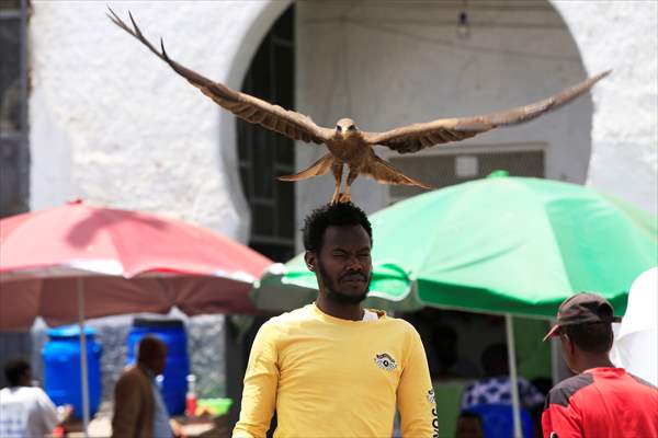 Falcon trainer in Ethiopian city takes show to another level